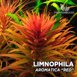 Limnophila Aromatica “Red” planta de acuario
