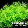 Limnophila Mini "Vietnam" aquarium plant