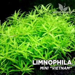 Limnophila Mini “Vietnam” planta de acuario