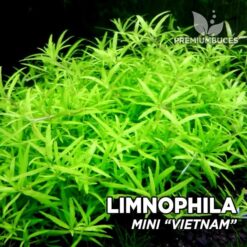 Pianta dell'acquario Limnophila Mini "Vietnam"