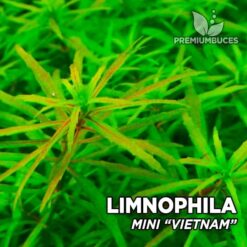 Limnophila Mini “Vietnam” planta de acuario
