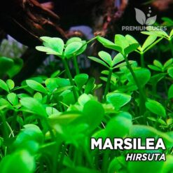 Marsilea Hirsuta pianta dell'acquario