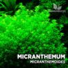 Micranthemum Micranthemoides (Hemianthus Glomeratus) aquariumplant