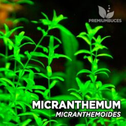 Micranthemum Micranthemoides (Hemianthus Glomeratus) planta de acuario