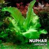 Nuphar Japonica planta de acuario