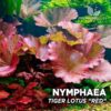 Lâmpada Tiger Lotus “Red” (Nymphaea lotus Red)