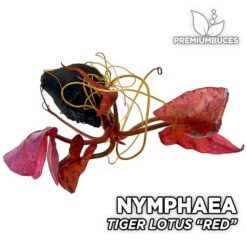 Tiger Lotus “Red” (Nymphaea lotus Red) Bulbo planta de acuario