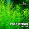 Pogostemon Erectus Aquarium Plant