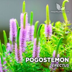 Pogostemon Erectus planta de acuario