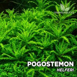 Pogostemon Helferi planta de acuario