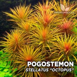 Pogostemon Stellatus "Octopus" plante d'aquarium