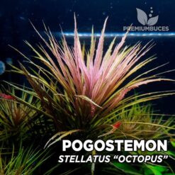 Pogostemon Stellatus “Octopus” planta de acuario