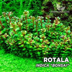 Rotala Indica “Bonsai” (Ammania sp. Bonsai) planta de acuario