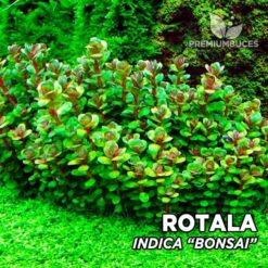 Rotala Indica "Bonsai" (Ammania sp. Bonsai) pianta da acquario