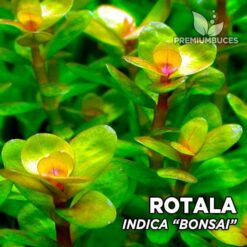 Rotala Indica “Bonsai” (Ammania sp. Bonsai) planta de acuario