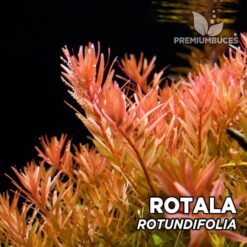 Spreekwoord positie parachute Rotala Rotundifolia 🛒 Online Verkoop - PremiumBuces