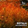 Rotala Rotundifolia pianta dell'acquario