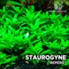 Planta de aquário Staugyne Repens