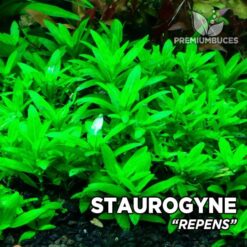Staurogyne Repens planta de acuario