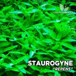 Staurogyne Repens plantas de acuario