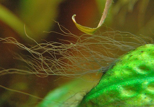 Les algues en aquarium : comment s'en débarrasser – Guide