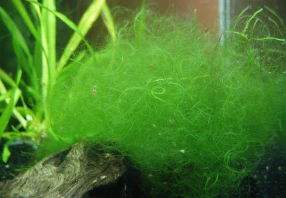 Comment éliminer les algues de l'aquarium 2023 - Causes et traitements