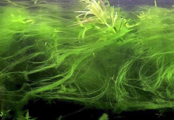 Comment éliminer les algues de l'aquarium 2023 - Causes et traitements