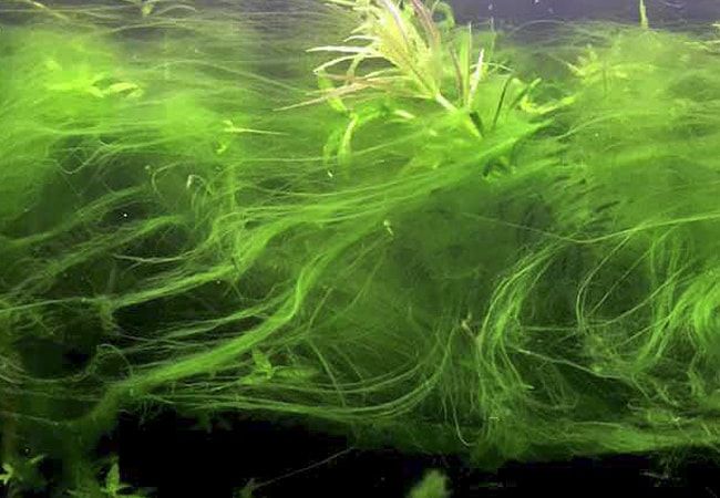 histórico antiguo Interesar Como Eliminar las Algas de Acuario 2022 - Causas y Tratamientos