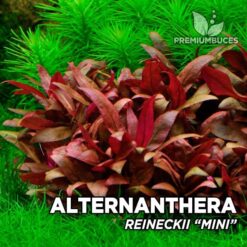 Alternanthera Reineckii “Mini” planta de acuario