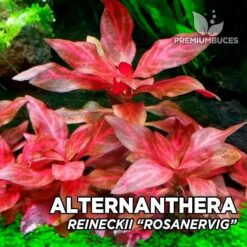 Planta de aquário Alternanthera Reineckii “Rosanervig”