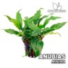 Anubias Minima Aquarium Pflanze