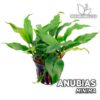 Planta de aquário Anubias Minima