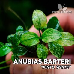 Planta de aquário Anubias “Pinto White”