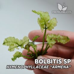 Bolbitis sp. Armena (Hymenophyllaceae sp. Armena) planta de acuario