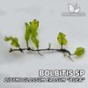Bolbitis sp. Buea (Didymoglossum Erosum) planta de acuario