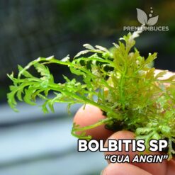 Bolbitis sp. “Gua Angin” planta de acuario