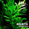 Planta de aquário Bolbitis Heudelotii