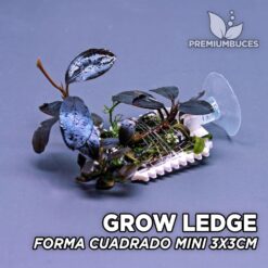 Bucephalandra on moss ledge
