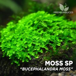 Moss sp. Mousse d'aquarium "Bucephalandra"