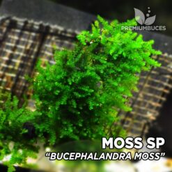 Moss sp. “Bucephalandra” musgo de acuario