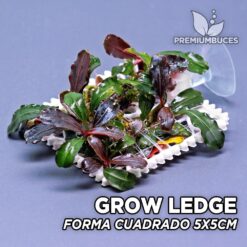 Bucephalandra on moss ledge