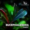 Planta de aquário Bucephalandra “Paris”