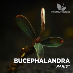 Bucephalandra “Paris” planta de acuario