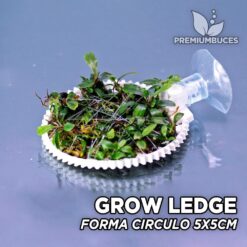 Bucephalandra on moss ledge