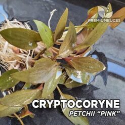 Cryptocoryne Petchii “Pink” In-vitro planta de acuario