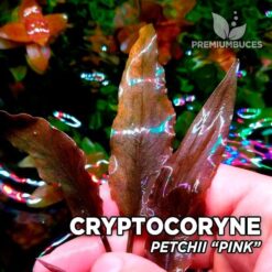 Cryptocoryne Petchii “Pink” In-vitro planta de acuario