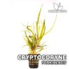 Cryptocoryne Tonkinensis planta de acuario