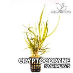 Cryptocoryne Tonkinensis planta de acuario