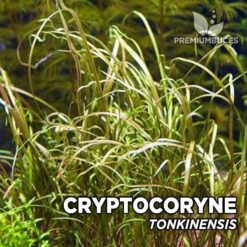 Cryptocoryne Undulata planta de acuario