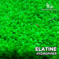 Elatine Hydropiper Plante d'aquarium in vitro